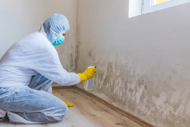 Licensed Attic Mold Removal service in Marshall, IL - WQB Mold Removal
