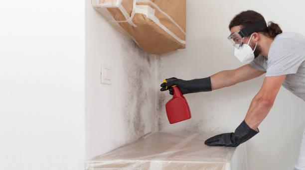 Professional Attic Mold Removal technician working in Marshall, IL