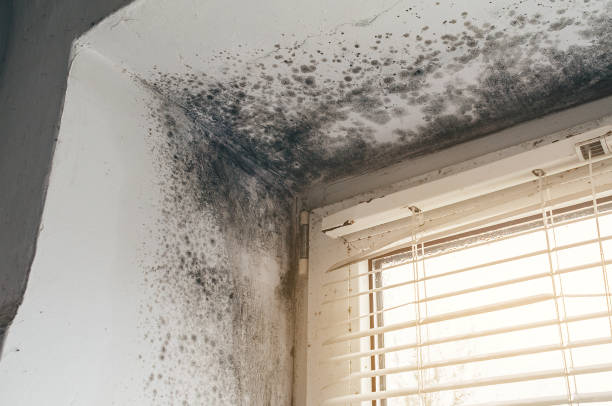 Affordable Attic Mold Removal solutions in Marshall, IL