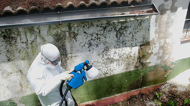 Top rated local Attic Mold Removal specialists in Marshall, IL